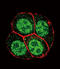 SMAD2 antibody, LS-C203689, Lifespan Biosciences, Immunofluorescence image 