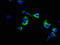 Nuclear mitotic apparatus protein 1 antibody, LS-C672699, Lifespan Biosciences, Immunofluorescence image 