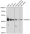 DnaJ Heat Shock Protein Family (Hsp40) Member B12 antibody, 15-638, ProSci, Western Blot image 