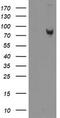 Zinc Finger BED-Type Containing 1 antibody, TA505070AM, Origene, Western Blot image 