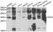 Peroxisomal trans-2-enoyl-CoA reductase antibody, abx006438, Abbexa, Western Blot image 