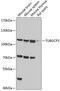 Tubulin Gamma Complex Associated Protein 3 antibody, GTX32942, GeneTex, Western Blot image 