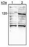HIF-2-alpha antibody, TA301435, Origene, Western Blot image 