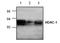 HD1 antibody, AP00270PU-N, Origene, Western Blot image 