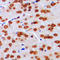Max-like protein X antibody, LS-C352918, Lifespan Biosciences, Immunohistochemistry frozen image 