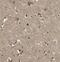 Centrosomal Protein 68 antibody, FNab01607, FineTest, Immunohistochemistry frozen image 