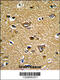 Peroxiredoxin 2 antibody, 61-602, ProSci, Immunofluorescence image 