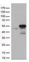 Mitochondrial Translation Release Factor 1 antibody, TA813068, Origene, Western Blot image 