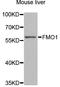 Flavin Containing Dimethylaniline Monoxygenase 1 antibody, STJ28988, St John