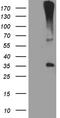 Hydroxysteroid 17-Beta Dehydrogenase 3 antibody, TA811500S, Origene, Western Blot image 
