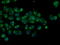 Mitochondrial Translational Release Factor 1 Like antibody, GTX84069, GeneTex, Immunocytochemistry image 