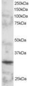 POU domain class 2-associating factor 1 antibody, EB05676, Everest Biotech, Western Blot image 