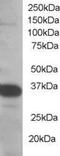 Single-Strand-Selective Monofunctional Uracil-DNA Glycosylase 1 antibody, PA5-18262, Invitrogen Antibodies, Western Blot image 