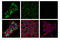 DNA Methyltransferase 3 Beta antibody, 57868S, Cell Signaling Technology, Immunofluorescence image 