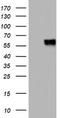SCARA1 antibody, CF802735, Origene, Western Blot image 