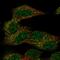 Transmembrane Protein 121B antibody, HPA068790, Atlas Antibodies, Immunofluorescence image 
