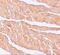 Zinc Finger And BTB Domain Containing 9 antibody, A12548, Boster Biological Technology, Immunohistochemistry frozen image 