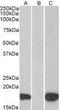 Pleckstrin Homology Like Domain Family A Member 3 antibody, GTX89684, GeneTex, Western Blot image 