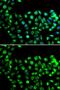 Cilia And Flagella Associated Protein 20 antibody, GTX32483, GeneTex, Immunocytochemistry image 