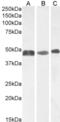 GFAP antibody, AHP1468, Bio-Rad (formerly AbD Serotec) , Enzyme Linked Immunosorbent Assay image 