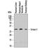 Sirtuin 3 antibody, AF7488, R&D Systems, Western Blot image 