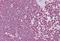 CD40 Ligand antibody, NBP1-59186, Novus Biologicals, Immunohistochemistry frozen image 
