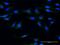Moesin antibody, H00004478-M13, Novus Biologicals, Immunofluorescence image 