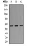 LAP2 antibody, orb382081, Biorbyt, Western Blot image 