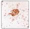 Amyloid Beta Precursor Protein antibody, AP31802PU-N, Origene, Immunohistochemistry frozen image 