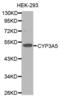 Cytochrome P450 Family 3 Subfamily A Member 5 antibody, abx001196, Abbexa, Western Blot image 