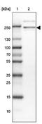 SEC14 And Spectrin Domain Containing 1 antibody, NBP1-83864, Novus Biologicals, Western Blot image 