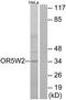 Olfactory Receptor Family 5 Subfamily W Member 2 antibody, TA316420, Origene, Western Blot image 