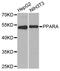 Peroxisome Proliferator Activated Receptor Alpha antibody, abx125037, Abbexa, Western Blot image 