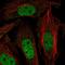 Zinc Finger Protein 131 antibody, HPA027748, Atlas Antibodies, Immunocytochemistry image 