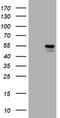 Vimentin antibody, TA801357, Origene, Western Blot image 