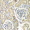 Ornithine decarboxylase antizyme 1 antibody, LS-C349303, Lifespan Biosciences, Immunohistochemistry paraffin image 