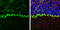 Archain 1 antibody, GTX103252, GeneTex, Immunohistochemistry frozen image 