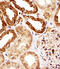 Sjoegren syndrome nuclear autoantigen 1 antibody, MBS9212591, MyBioSource, Immunohistochemistry frozen image 