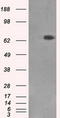 X-Ray Repair Cross Complementing 1 antibody, LS-C114919, Lifespan Biosciences, Western Blot image 