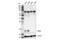 LMO2 antibody, 87182S, Cell Signaling Technology, Western Blot image 