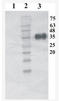 Artemin antibody, AM33448PU-N, Origene, Western Blot image 