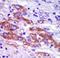 Casein Kinase 1 Delta antibody, LS-C100598, Lifespan Biosciences, Immunohistochemistry frozen image 