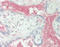 Complement C1s subcomponent antibody, LS-B12071, Lifespan Biosciences, Immunohistochemistry frozen image 