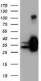 Quinolinate Phosphoribosyltransferase antibody, LS-C115527, Lifespan Biosciences, Western Blot image 