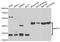 Sirtuin 3 antibody, A7307, ABclonal Technology, Western Blot image 