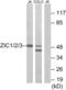 Zinc finger protein ZIC 1 antibody, abx013306, Abbexa, Western Blot image 