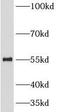 Cell Division Cycle 20 antibody, FNab09997, FineTest, Western Blot image 