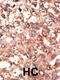 Bone Morphogenetic Protein 5 antibody, 58-997, ProSci, Immunohistochemistry paraffin image 
