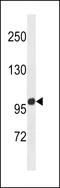 Zinc Finger Protein 865 antibody, 60-887, ProSci, Western Blot image 