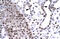 BarH Like Homeobox 2 antibody, 27-462, ProSci, Western Blot image 